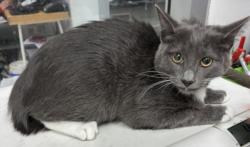 Shelter Stray Female Cat last seen , 11361 W Pico Blvd, Los Angeles, CA 90064, USA