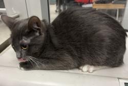 Shelter Stray Female Cat last seen , 11361 W Pico Blvd, Los Angeles, CA 90064, USA