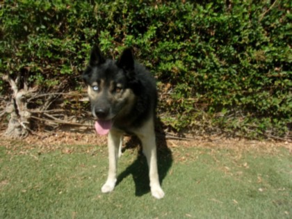 Shelter Stray Male Dog last seen , 14409 Vanowen St, Van Nuys, CA 91405, USA