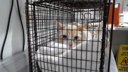 Shelter Stray Male Cat last seen XNOE VALLE, 1419 Bryant St, San Francisco, CA 94103, USA