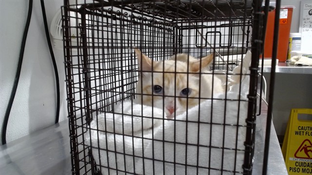 Shelter Stray Male Cat last seen XNOE VALLE, 1419 Bryant St, San Francisco, CA 94103, USA