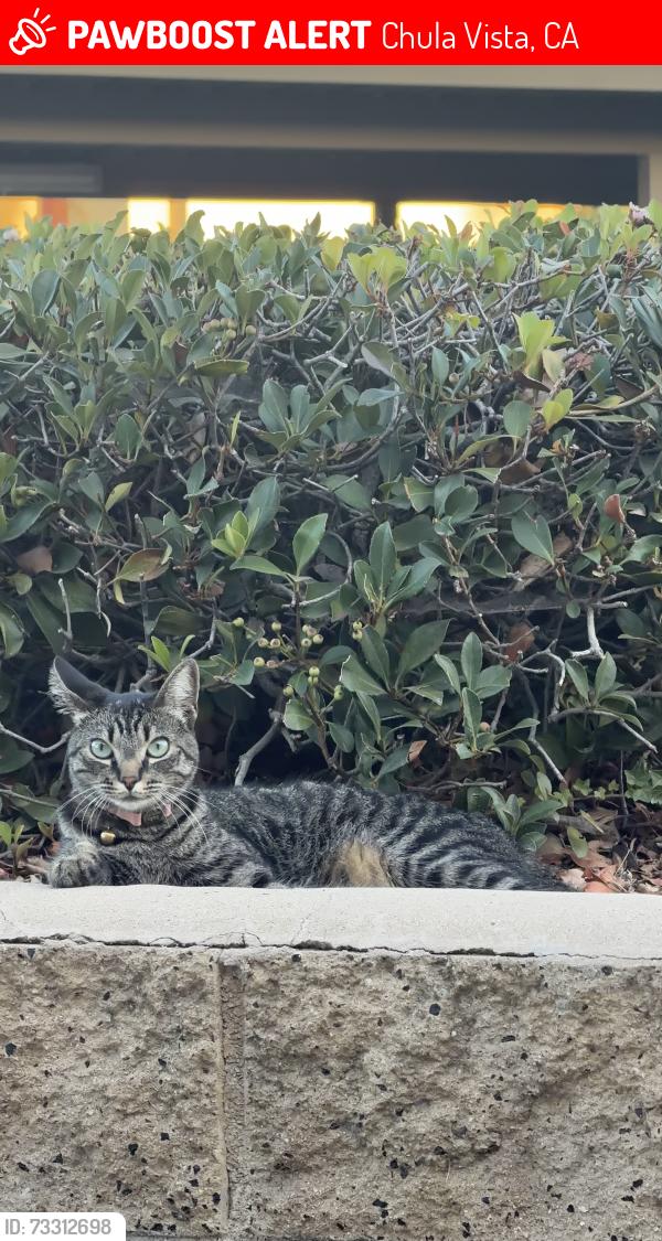 Lost Female Cat last seen Sunbow Villas apmts, Chula Vista, CA 91911