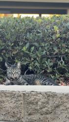 Lost Female Cat last seen Sunbow Villas apmts, Chula Vista, CA 91911