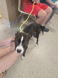 Shelter Stray Male Dog last seen Near BLOCK AUTUMN WAY, 3528 Newburg Rd, Louisville, KY 40218, USA