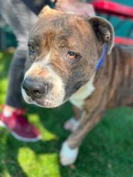 Shelter Stray Male Dog last seen Near BLOCK N. AYALA DR., 333 Chandler Pl, San Bernardino, CA 92408, USA