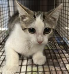 Shelter Stray Female Cat last seen , 957 N Gaffey St, San Pedro, CA 90731, USA