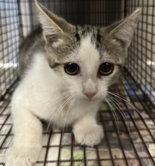 Shelter Stray Female Cat last seen , 957 N Gaffey St, San Pedro, CA 90731, USA
