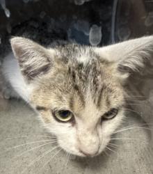 Shelter Stray Female Cat last seen , 957 N Gaffey St, San Pedro, CA 90731, USA