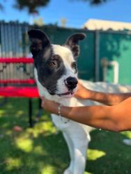 Shelter Stray Male Dog last seen VALLEY AND RIVERSIDE AVE, 333 Chandler Pl, San Bernardino, CA 92408, USA