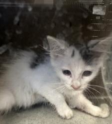 Shelter Stray Female Cat last seen , 957 N Gaffey St, San Pedro, CA 90731, USA