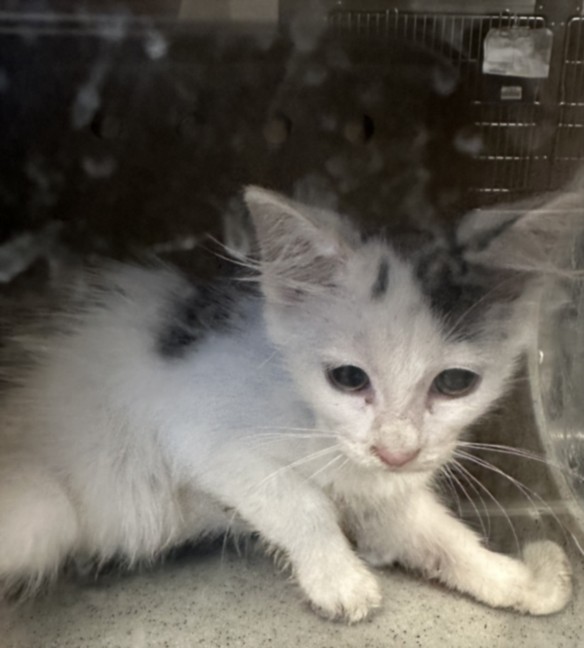 Shelter Stray Female Cat last seen , 957 N Gaffey St, San Pedro, CA 90731, USA