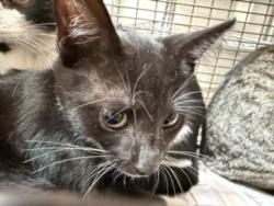 Shelter Stray Male Cat last seen , 957 N Gaffey St, San Pedro, CA 90731, USA