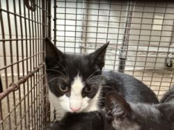 Shelter Stray Male Cat last seen , 957 N Gaffey St, San Pedro, CA 90731, USA