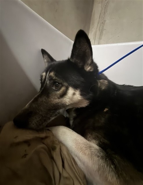 Shelter Stray Female Dog last seen SAN CARLOS X ADAMS, 333 Chandler Pl, San Bernardino, CA 92408, USA