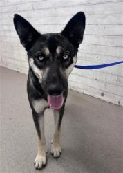 Shelter Stray Female Dog last seen Near BLOCK W. BASELINE RD, 333 Chandler Pl, San Bernardino, CA 92408, USA