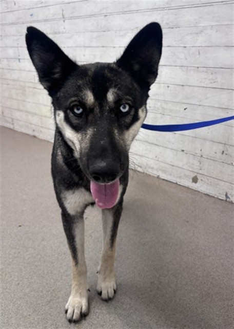 Shelter Stray Female Dog last seen Near BLOCK W. BASELINE RD, 333 Chandler Pl, San Bernardino, CA 92408, USA