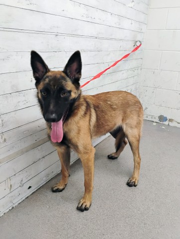 Shelter Stray Female Dog last seen UIVY AND PALMETTO, 333 Chandler Pl, San Bernardino, CA 92408, USA