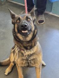 Shelter Stray Female Dog last seen , West Valley Animal Shelter, 20655 Plummer St, Chatsworth, CA 91311, USA