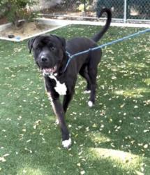 Shelter Stray Male Dog last seen , West Valley Animal Shelter, 20655 Plummer St, Chatsworth, CA 91311, USA