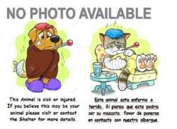 Shelter Stray Female Cat last seen , West Valley Animal Shelter, 20655 Plummer St, Chatsworth, CA 91311, USA