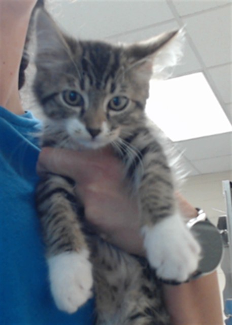 Shelter Stray Female Cat last seen Near SEABISCUIT DR, PARKTON NC 28371, 4704 Corporation Dr, Fayetteville, NC 28306, USA