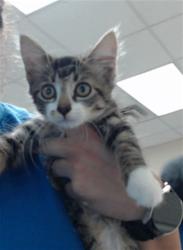 Shelter Stray Female Cat last seen Near SEABISCUIT DR, PARKTON NC 28371, 4704 Corporation Dr, Fayetteville, NC 28306, USA