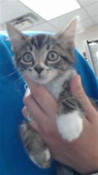 Shelter Stray Female Cat last seen Near SEABISCUIT DR, PARKTON NC 28371, 4704 Corporation Dr, Fayetteville, NC 28306, USA
