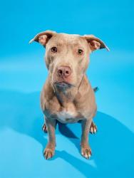 Shelter Stray Female Dog last seen HOUSING, 2020 Forest St, Jacksonville, FL 32204, USA