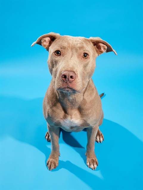 Shelter Stray Female Dog last seen HOUSING, 2020 Forest St, Jacksonville, FL 32204, USA