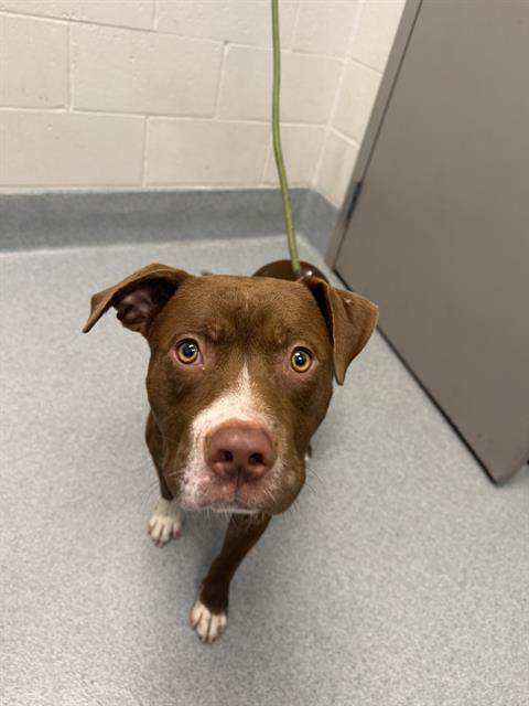 Shelter Stray Male Dog last seen Near, 2600 S Harding St, Indianapolis, IN 46221, USA