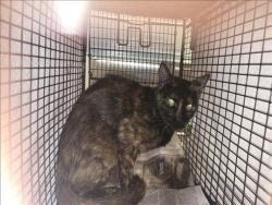 Shelter Stray Female Cat last seen , 3201 Lacy St, Los Angeles, CA 90031, USA