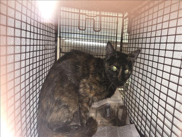 Shelter Stray Female Cat last seen , 3201 Lacy St, Los Angeles, CA 90031, USA