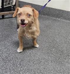 Shelter Stray Female Dog last seen , 3201 Lacy St, Los Angeles, CA 90031, USA
