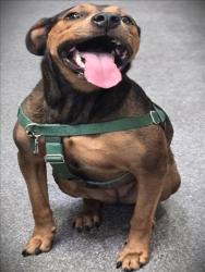 Shelter Stray Female Dog last seen , 3201 Lacy St, Los Angeles, CA 90031, USA