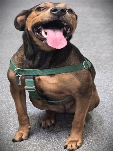 Shelter Stray Female Dog last seen , 3201 Lacy St, Los Angeles, CA 90031, USA