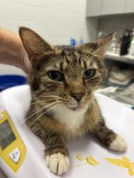 Shelter Stray Female Cat last seen Near, 2600 S Harding St, Indianapolis, IN 46221, USA