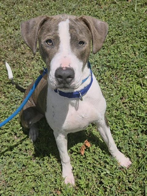 Shelter Stray Male Dog last seen Near BLOCK NW 30 AV, FORT LAUDERDALE FL 33311, 2400 SW 42nd St, Fort Lauderdale, FL 33312, USA