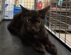 Shelter Stray Unknown Cat last seen , 232 Eslinger Way, Sanford, FL 32773, USA