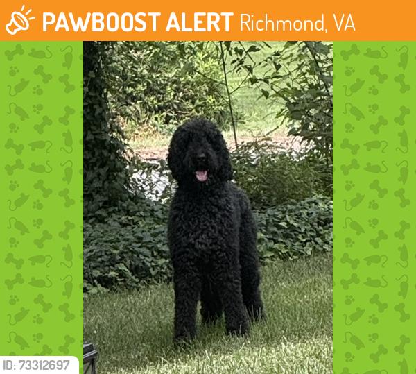Found/Stray Unknown Dog last seen Woodburn Rd and N Riverside Dr, Richmond, VA 23225