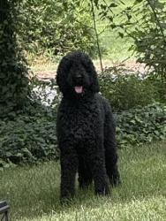 Found/Stray Unknown Dog last seen Woodburn Rd and N Riverside Dr, Richmond, VA 23225