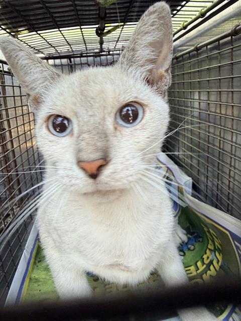Shelter Stray Female Cat last seen Near BLOCK RUIZ ST, 4710 TX-151, San Antonio, TX 78227, USA
