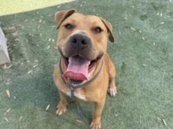Shelter Stray Male Dog last seen , 1850 W 60th St, Los Angeles, CA 90047, USA