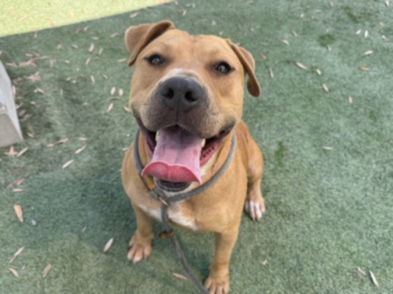 Shelter Stray Male Dog last seen , 1850 W 60th St, Los Angeles, CA 90047, USA