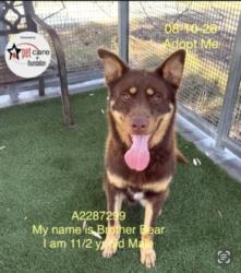 Shelter Stray Male Dog last seen , 1850 W 60th St, Los Angeles, CA 90047, USA