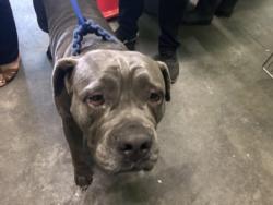 Shelter Stray Female Dog last seen , 1850 W 60th St, Los Angeles, CA 90047, USA
