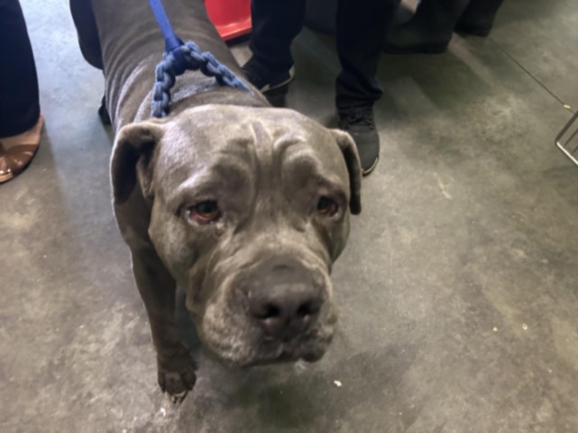 Shelter Stray Female Dog last seen , 1850 W 60th St, Los Angeles, CA 90047, USA