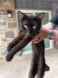 Shelter Stray Male Cat last seen Near BLOCK S LEE AVE, OKLAHOMA CITY OK 73109, 2811 SE 29th St, Oklahoma City, OK 73129, USA