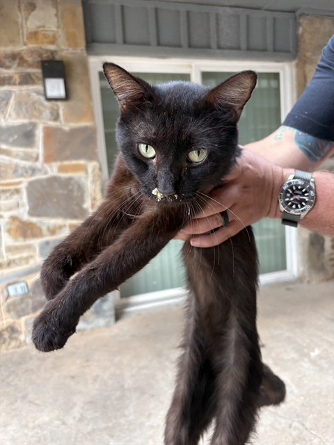 Shelter Stray Male Cat last seen Near BLOCK S LEE AVE, OKLAHOMA CITY OK 73109, 2811 SE 29th St, Oklahoma City, OK 73129, USA