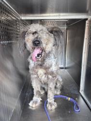 Shelter Stray Male Dog last seen Near BLOCK NW 58TH ST, OKLAHOMA CITY OK 73112, 2811 SE 29th St, Oklahoma City, OK 73129, USA