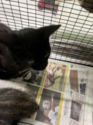 Shelter Stray Female Cat last seen , 1850 W 60th St, Los Angeles, CA 90047, USA